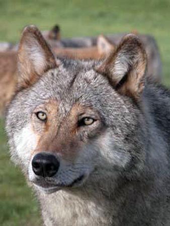 Loups de Gevaudan